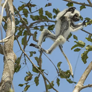 Deckens sifaka (Propithecus deckenii) female and his young playing, Tsimembo area, Madagascar