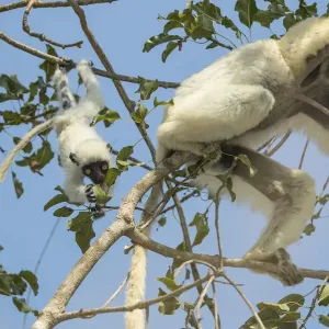 Deckens sifaka (Propithecus deckenii) female and his young playing, Tsimembo area, Madagascar