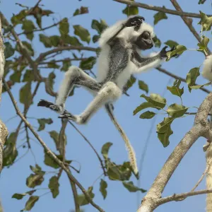 Deckens sifaka (Propithecus deckenii) female and his young playing, Tsimembo area, Madagascar