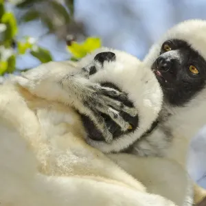 Deckens sifaka (Propithecus deckenii) grooming each other, Tsimembo area, Madagascar