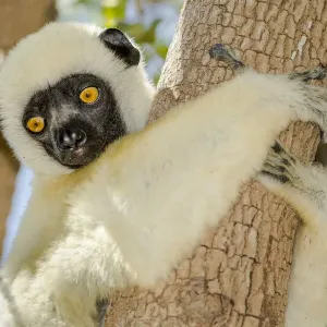 Deckens sifaka (Propithecus deckenii) Tsimembo area, Madagascar