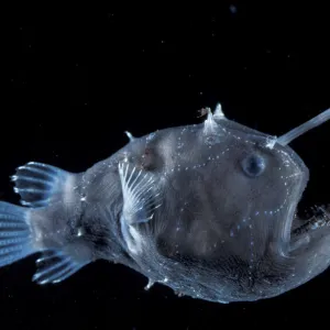 Deep sea Anglerfish female with lure {Himantolophus sp} Atlantic ocean