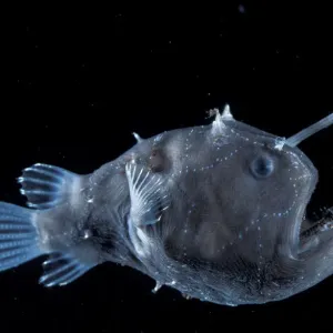 Deep Sea Anglerfish Female Print
