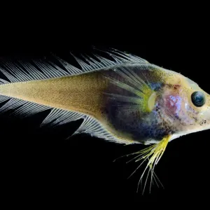 Print of Deep Sea Fish (Moridae sp.) from Atlantic Ocean off Cape Verde