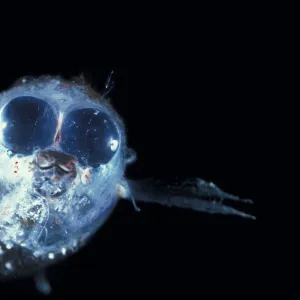 Deep sea fish (Winteria telescopa) with forward pointing tubular eyes