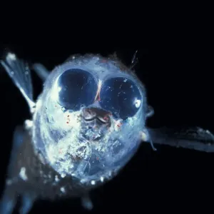 Peces de aguas profundas (Winteria telescopa) con ojos tubulares apuntando hacia adelante. Peces de aguas profundas (Winteria telescopa) con ojos tubulares apuntando hacia adelante.