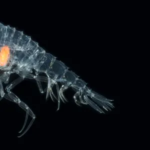 Deepsea Amphipod {Cystisoma sp} from between 530-750m, Mid-Atlantic Ridge, North