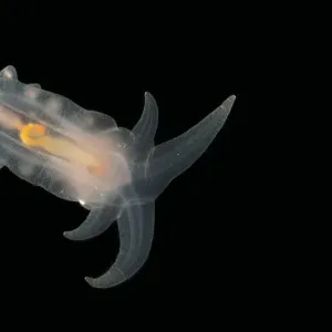 Deepsea benthic Sea cucumber (Peniagone porcella) from mid atlantic ridge, depth approx 2500m