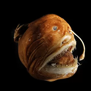 Deepsea Blackdevil fish (Melanocetus murrayi) female anglerfish specimen