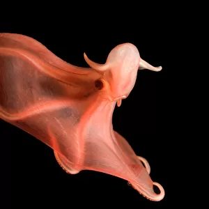 Deepsea cirrate octopod {Stauroteuthis syrtensis} 830m, Gulf of Maine, Atlantic