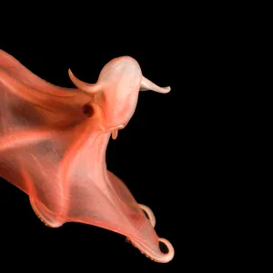 Deepsea cirrate octopod {Stauroteuthis syrtensis} 830m, Gulf of Maine, Atlantic