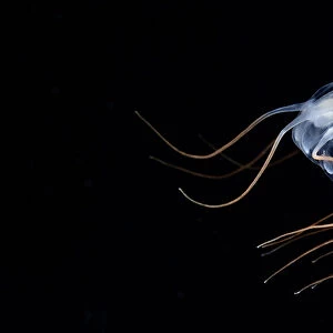 Deepsea jellyfish (Periphylla periphylla) juvenile, , Trondheims fjord, Norway