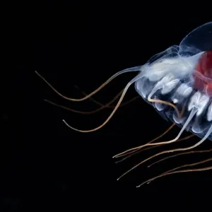 Deepsea Jellyfish Print - Periphylla periphylla Juvenile Deepsea Jellyfish Print - Periphylla periphylla Juvenile