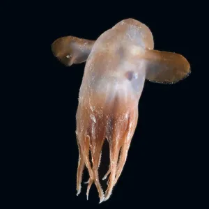 Calamar profundo del mar (Grimpoteuthis sp), Dumbo, Atlántico Norte. Calamar profundo del mar (Grimpoteuthis sp), Dumbo, Atlántico Norte.