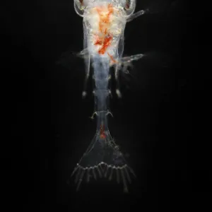 Deepsea planktonic stage of crab development, Trondheimsfjord, North Atlantic Ocean