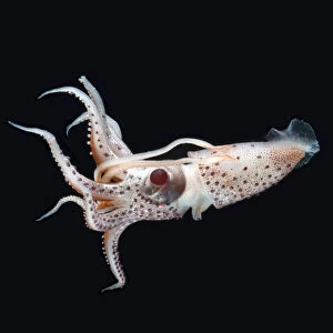 Deepsea squid (Histioteuthis sp) swimming, from between 188m / 617ft and 507m / 1, 663ft depth