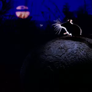 Deer mouse (Peromyscus maniculatus) on giant puffball mushroom, watching mosquito in the moonlight