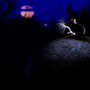 Deer mouse print on giant puffball mushroom Deer mouse print on giant puffball mushroom