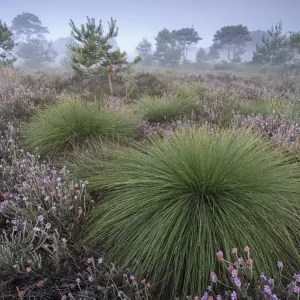 L'herbe de cerf (Scirpus cespitosus) à l'aube parmi la callune (Calluna vulgaris), Groot Schietveld. L'herbe de cerf (Scirpus cespitosus) à l'aube parmi la callune (Calluna vulgaris), Groot Schietveld.