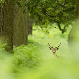 DELETE DUPLICATE - Fallow deer (Dama dama) in woodland clearing, Cheshire, UK August