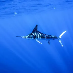 Striped marlin Print, Thetis Bank, Eastern Pacific Striped marlin Print, Thetis Bank, Eastern Pacific