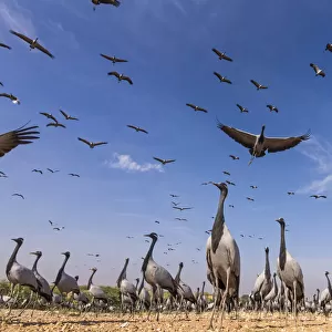 Demoiselle crane (Anthropoides virgo) low angle view of birds flying and landing