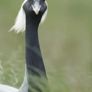 Demoiselle crane (Anthropoides virgo) portrait, Cherniye Zemli (Black Earth) Nature Reserve Demoiselle crane (Anthropoides virgo) portrait, Cherniye Zemli (Black Earth) Nature Reserve
