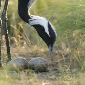 Demoiselle crane (Anthropoides virgo) tending two eggs in its nest, Cherniye Zemli Demoiselle crane (Anthropoides virgo) tending two eggs in its nest, Cherniye Zemli