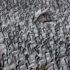 Demoiselle crane (Grus virgo or Anthropoides virgo), large flock at their wintering site Demoiselle crane (Grus virgo or Anthropoides virgo), large flock at their wintering site