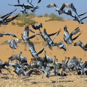 Demoiselle cranes (Anthropoides virgo) landing at wintering site, Thar desert, Rajasthan Demoiselle cranes (Anthropoides virgo) landing at wintering site, Thar desert, Rajasthan
