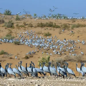 Demoiselle cranes (Anthropoides virgo) at wintering site, Thar desert, on sand dune Demoiselle cranes (Anthropoides virgo) at wintering site, Thar desert, on sand dune