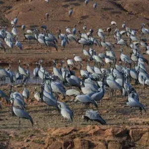 Demoiselle cranes (Grus / Anthropoides virgo), large flock, at their wintering site Demoiselle cranes (Grus / Anthropoides virgo), large flock, at their wintering site