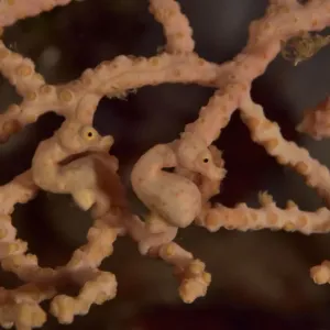 Two Denise seahorses (Hippocampus denise) on a seafan / gorgonian with a male pregnant Two Denise seahorses (Hippocampus denise) on a seafan / gorgonian with a male pregnant