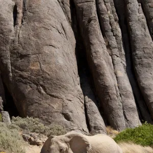 Desert african elephant (Loxodonta africana) in the Namib Desert, Damaraland, Namibia