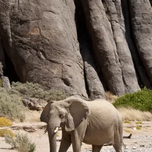 Desert African Elephant Print, Namibia Desert African Elephant Print, Namibia