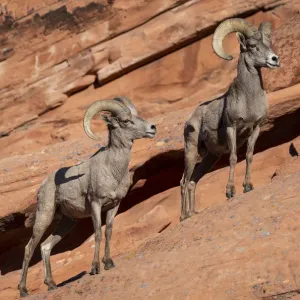 Desert Bighorn Sheep Print Desert Bighorn Sheep Print