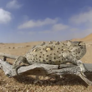 Desert Chameleon Print - Namib Desert, Namibia