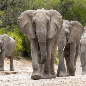 Desert dwelling African elephants (Loxodonta africana) matriarch leading her family