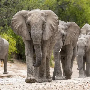 Desert African Elephant Matriarch Print Desert African Elephant Matriarch Print