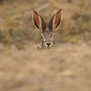Desert hare (Lepus tibetanus)face and ears portrait, Inner Mongolia, China