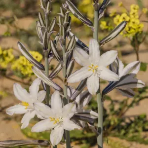 Desert Lily Print Desert Lily Print