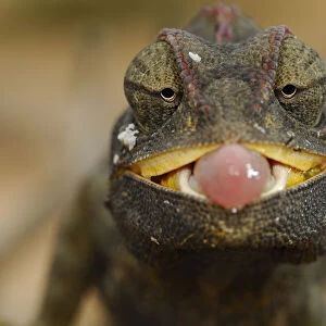 Desert / Namaqua Chamaeleon (Chamaeleo namaquensis) juvenile with tongue exposed