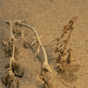 Desert Praying Mantis Print, Skeleton Coast, Namibia