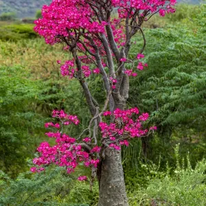 Desert Rose Print: Adenium obesum in Bloom Desert Rose Print: Adenium obesum in Bloom