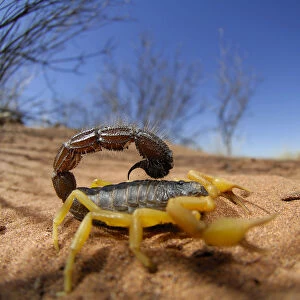 Desert scorpion {Parabuthus villosus} Namib desert, Namibia