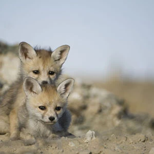 Desert / Whitefooted Fox (Vulpes vulpes pusilla) two cubs, Rajasthan, India