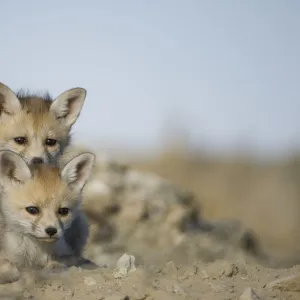 Desert / Whitefooted Fox (Vulpes vulpes pusilla) two cubs, Rajasthan, India