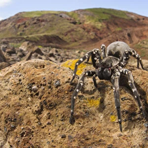 Deserta Grande wolf spider (Hogna ingens), Deserta Grande, Madeira, Portugal. Critically endangered