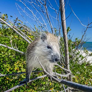 Desmarests hutia (Capromys pilorides) in tree on beach. Gardens of the Queen National Park