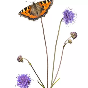 Devil s-bit scabious (Succisa pratensis) and Small tortoiseshell butterfly (Aglais